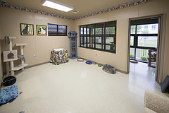 Cat room new wing Cat room new wing